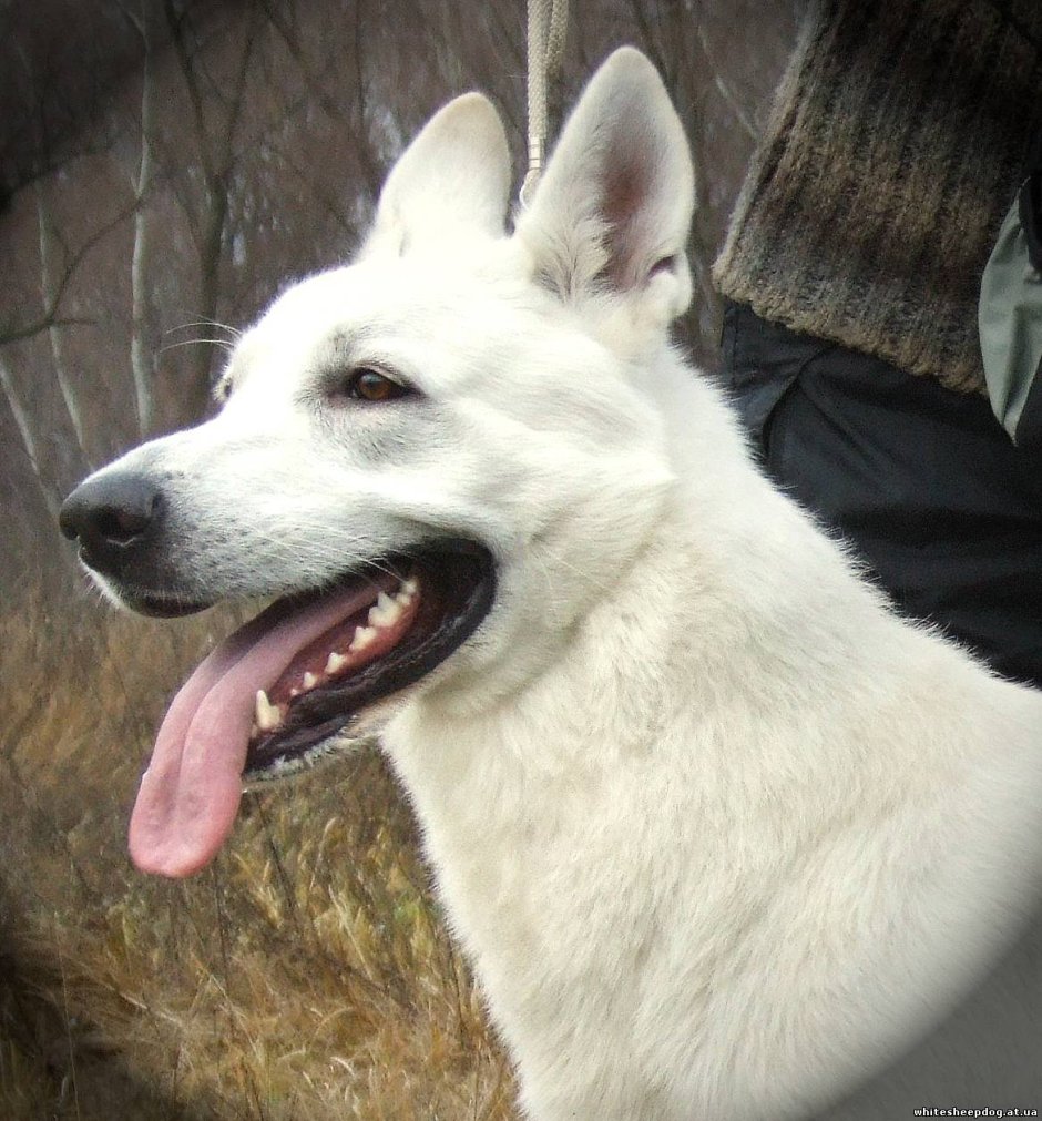 Швейцарская овчарка черная длинношерстная