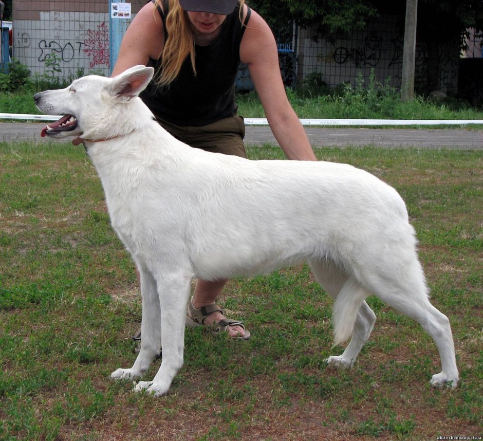 Белая овчарка Рокфеллер