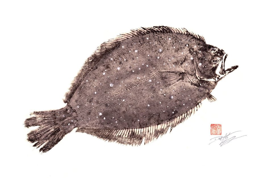Plaice рыба