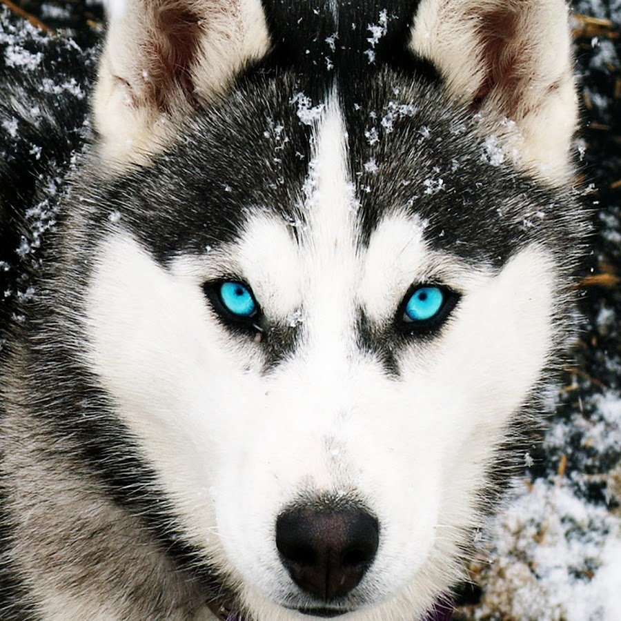 Хаски с красивыми глазами