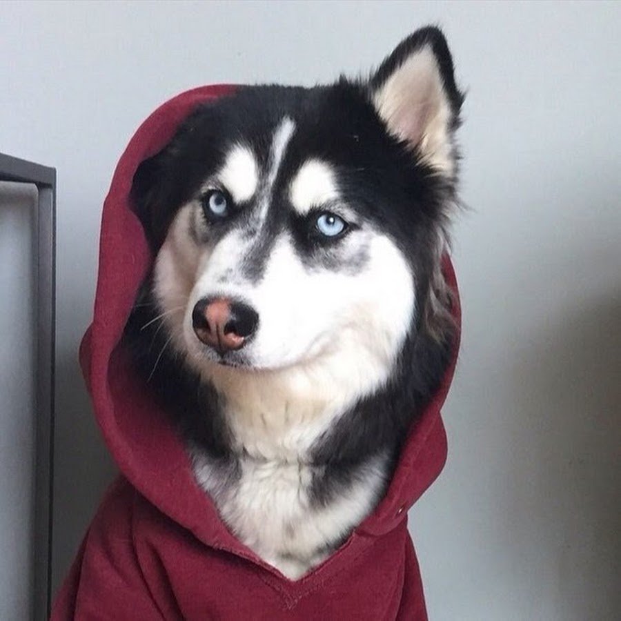 Метис хаски и волка