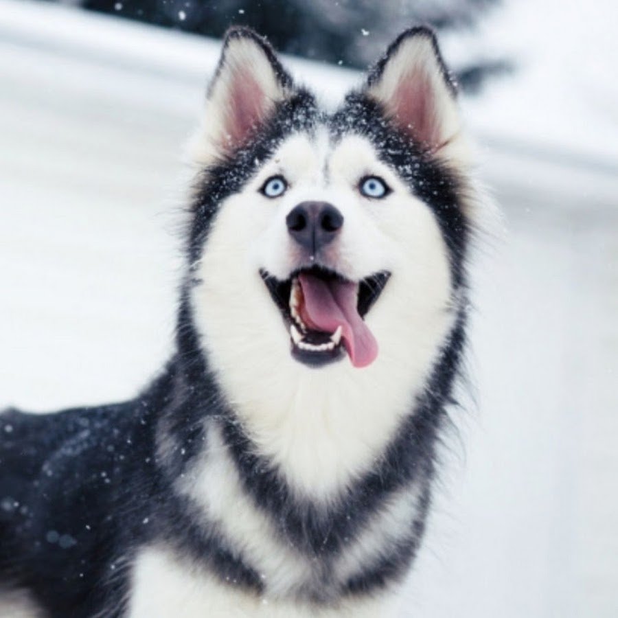 Самоед овчарка и хаски