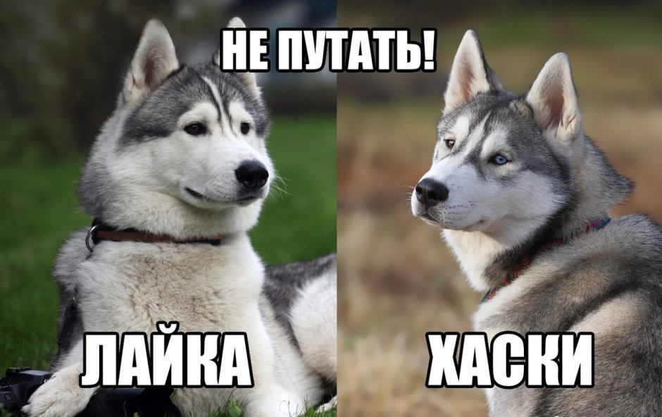 Лайки или хаски