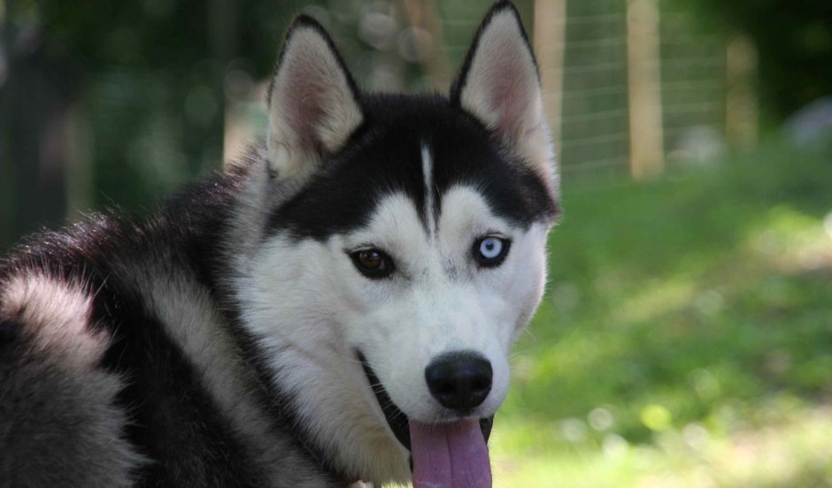 Гордые хаски