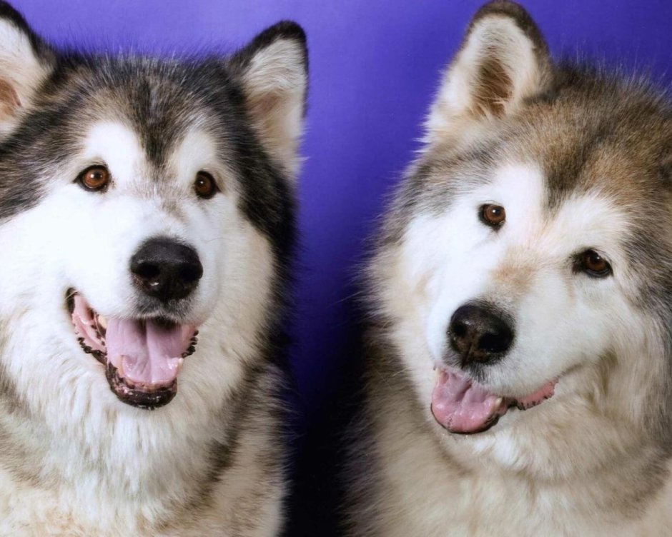 Маламут хаски самоед