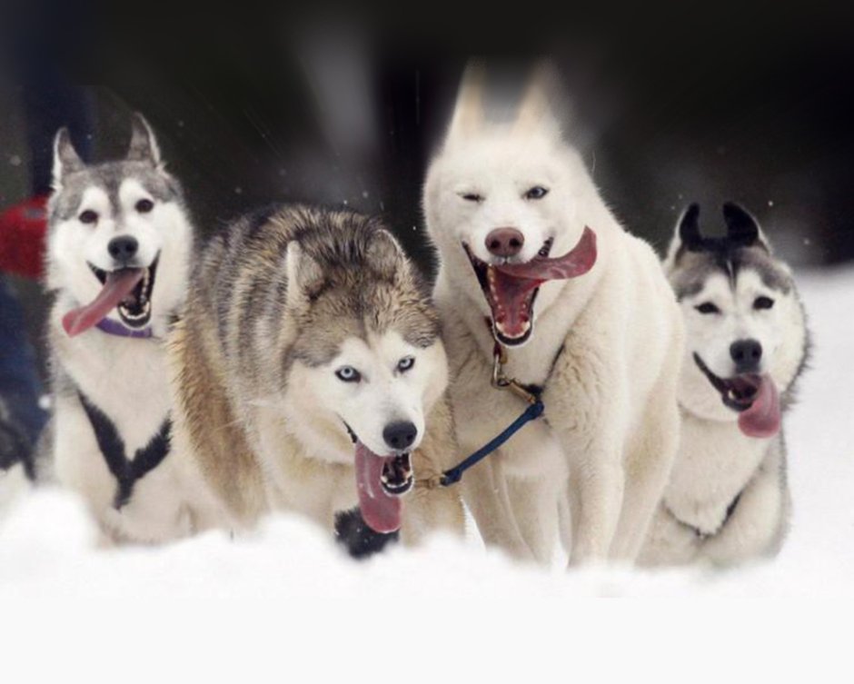 Маламут хаски самоед