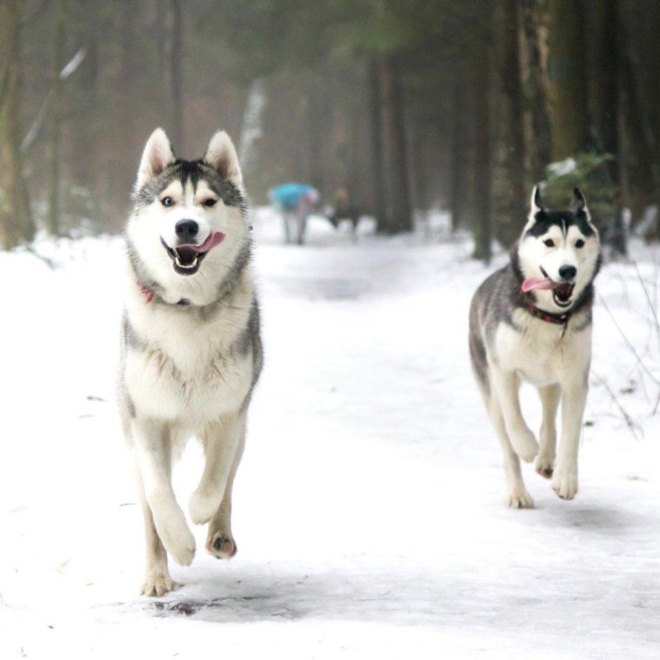 Лайка и хаски