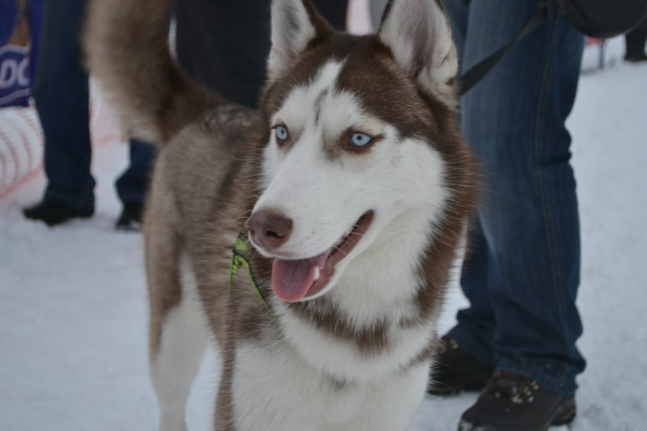 Много сибирских хаски