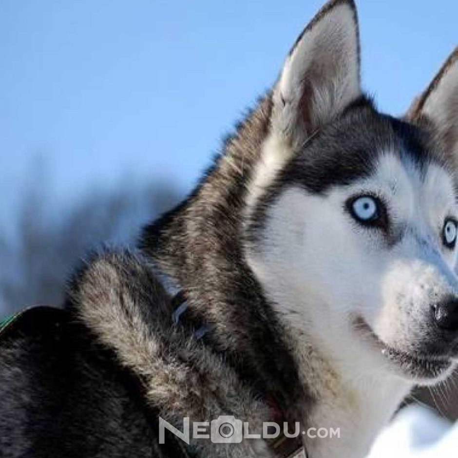 Чёрно-белый хаски