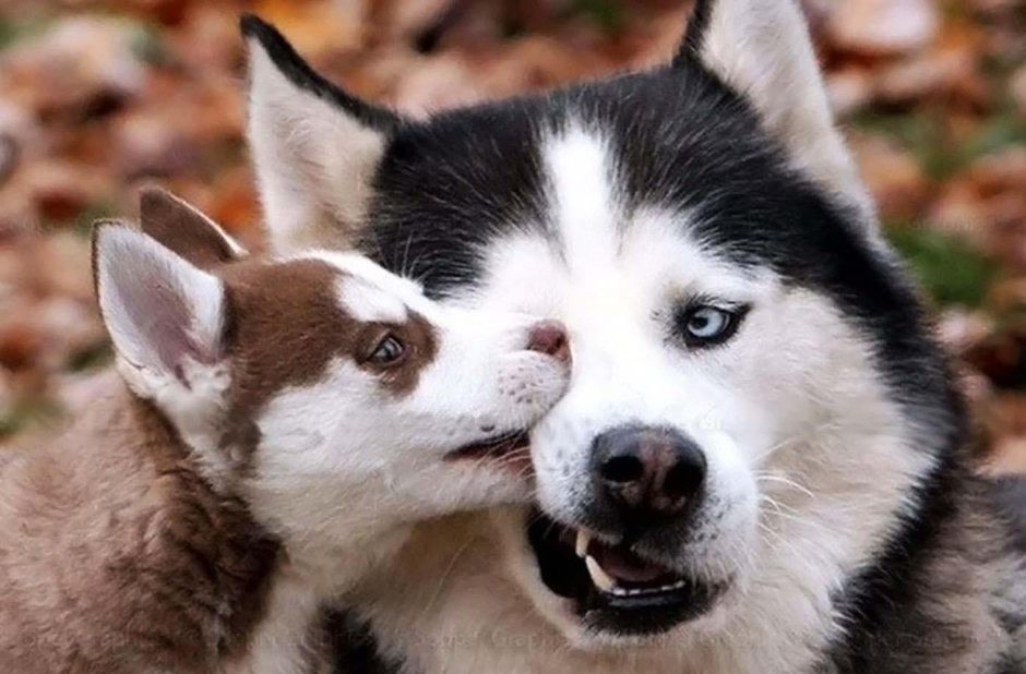 Девушка и хаски