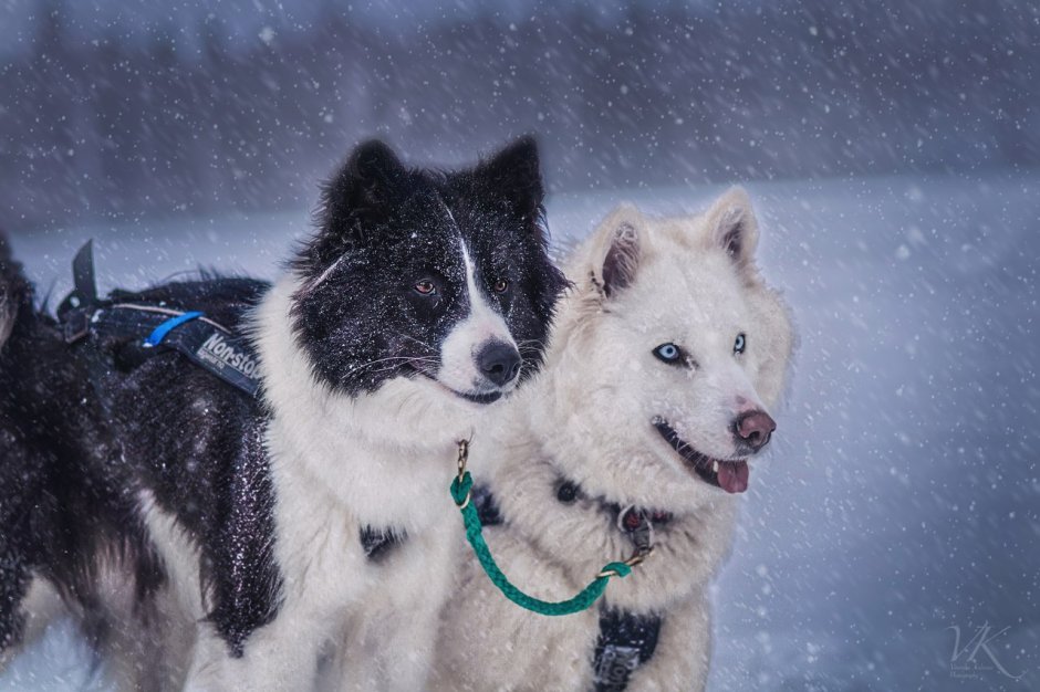 Якутская ездовая лайка