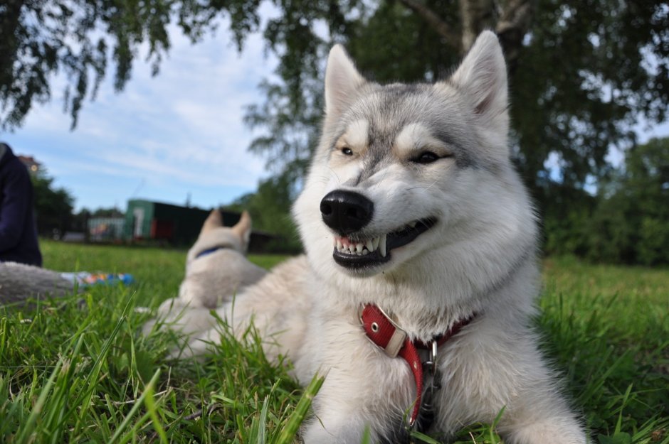 Метис хаски и самоеда