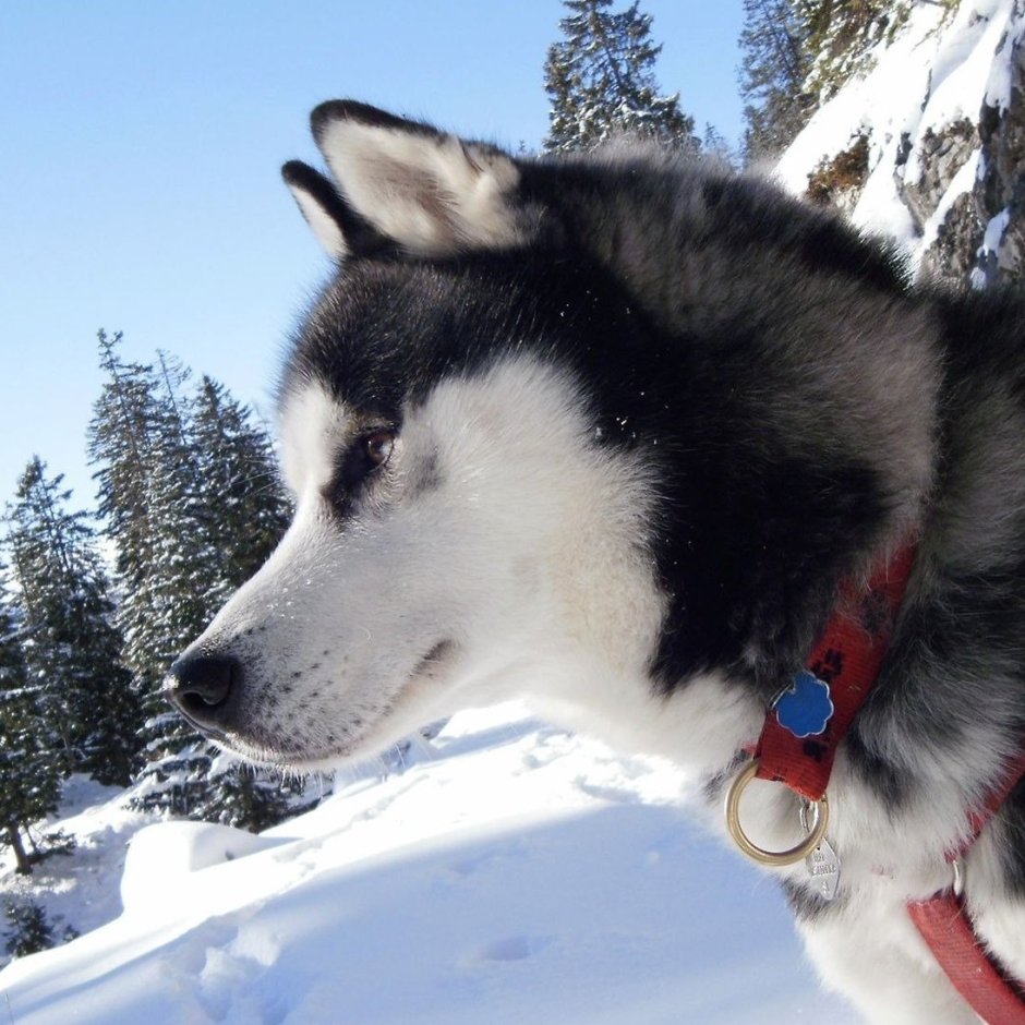 Карелия хаски зима