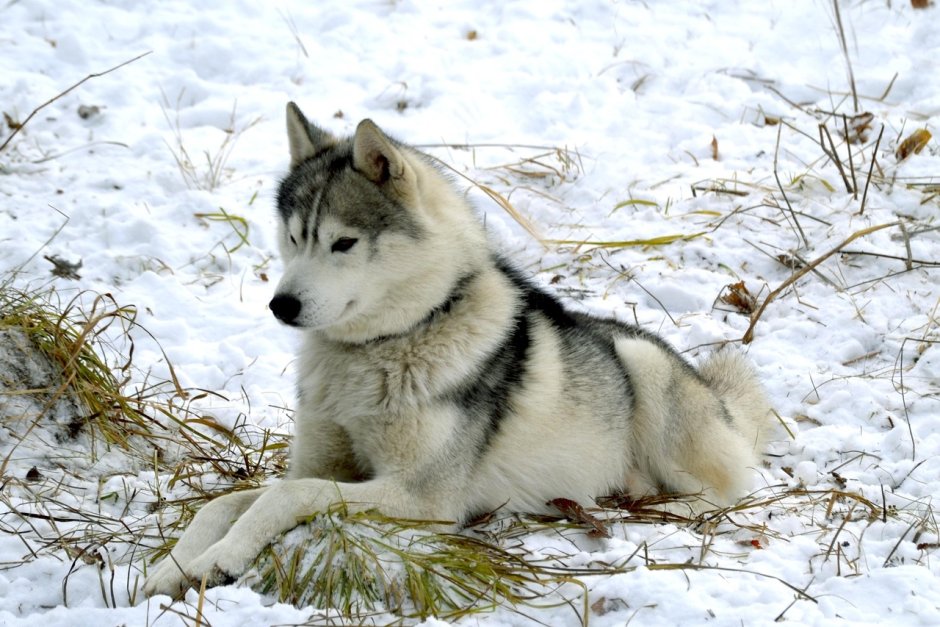 Сибирская ездовая лайка 5 бука