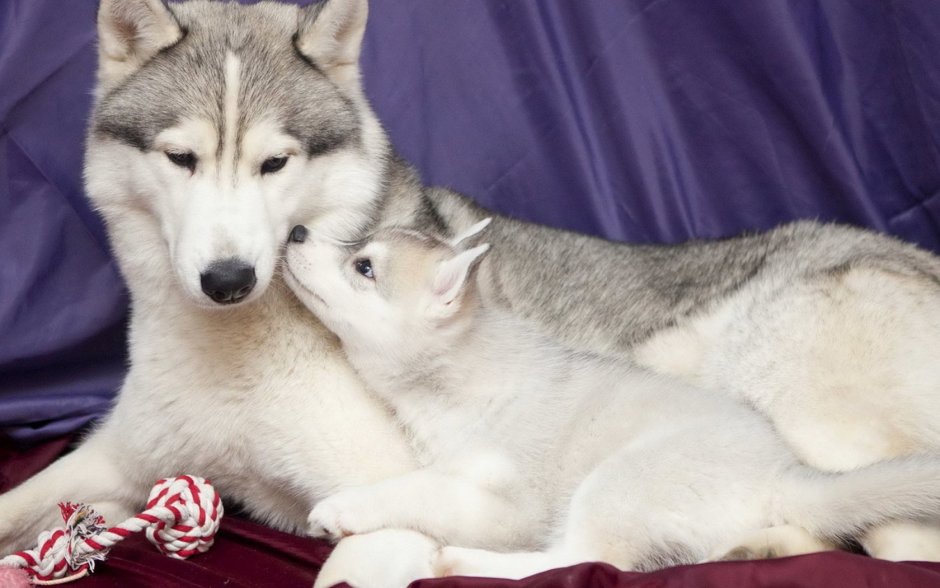 Лайка и хаски