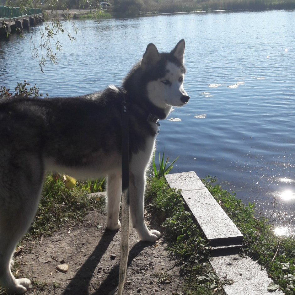 Хаски на рабочий стол