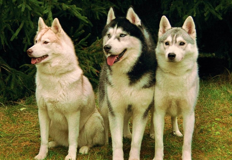 Хаски зимой