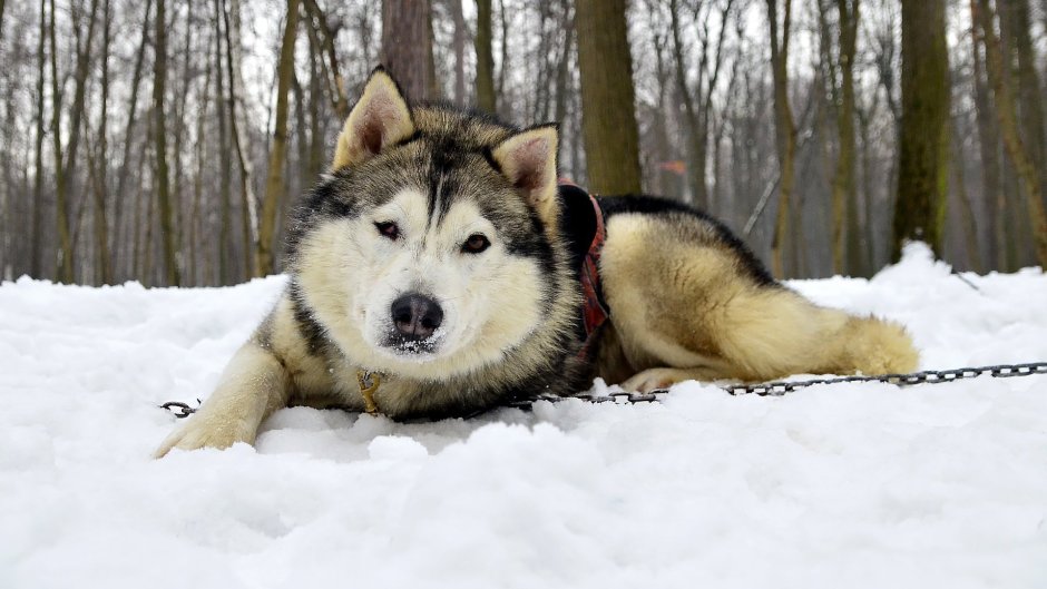 Сибирская лайка маламут