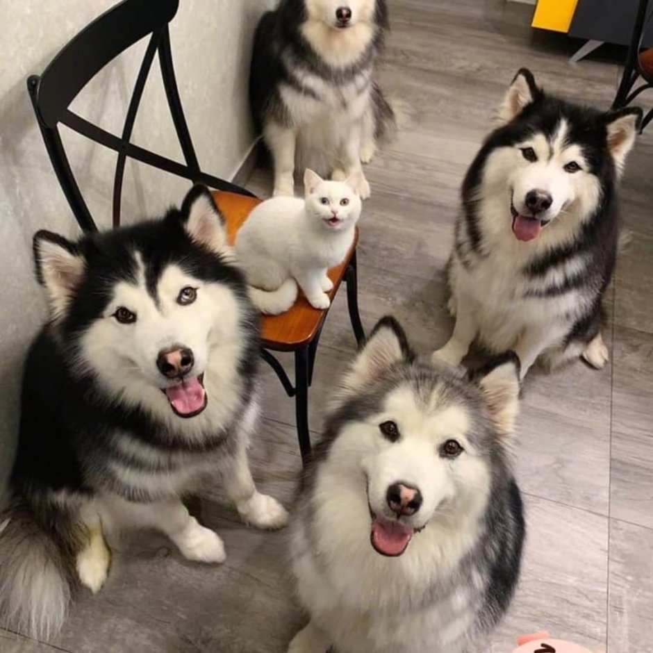 Сибирский маламут -Сибирский хаски