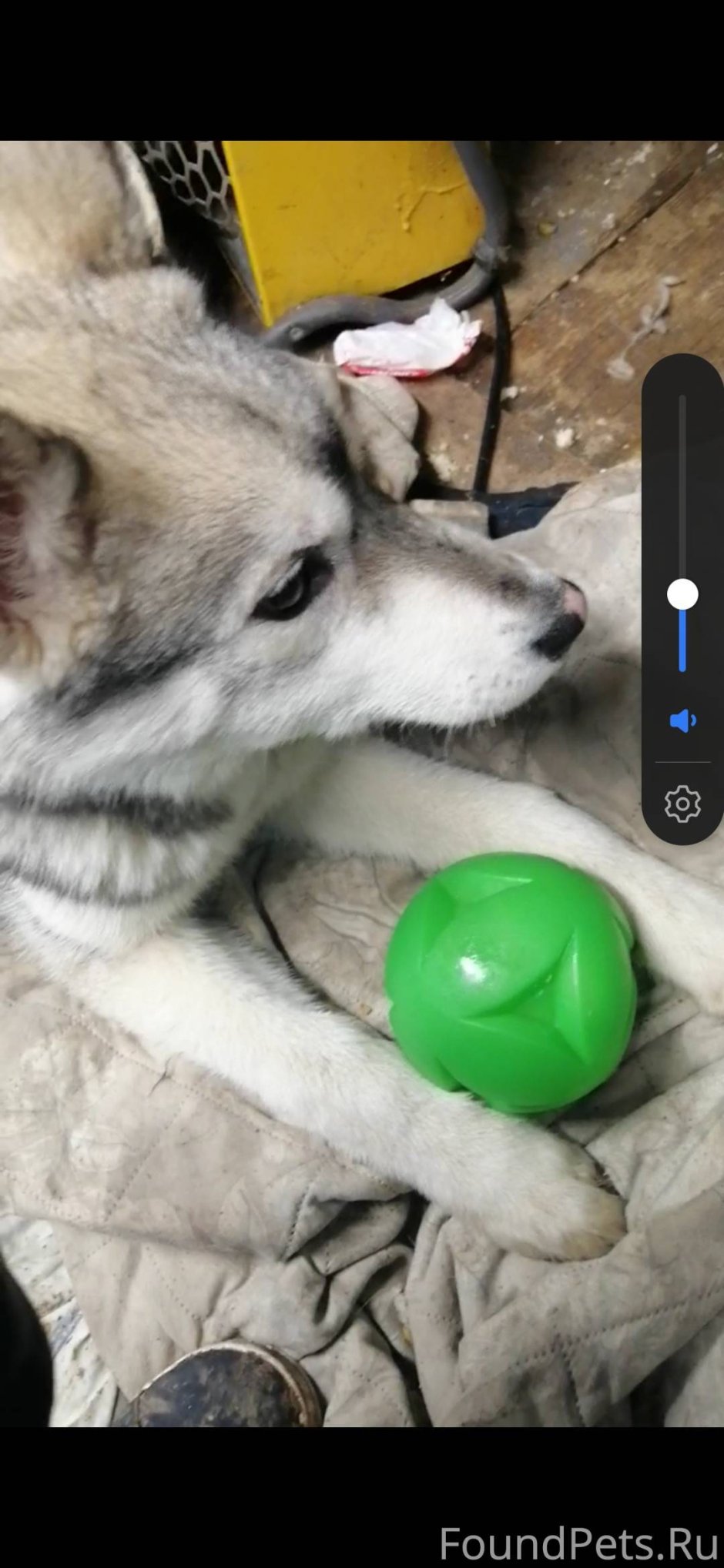 Хаски собака злая