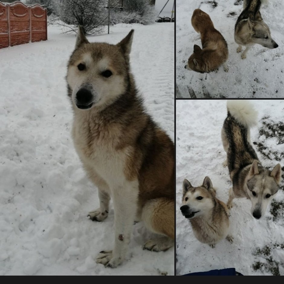 Самые милые собаки хаски