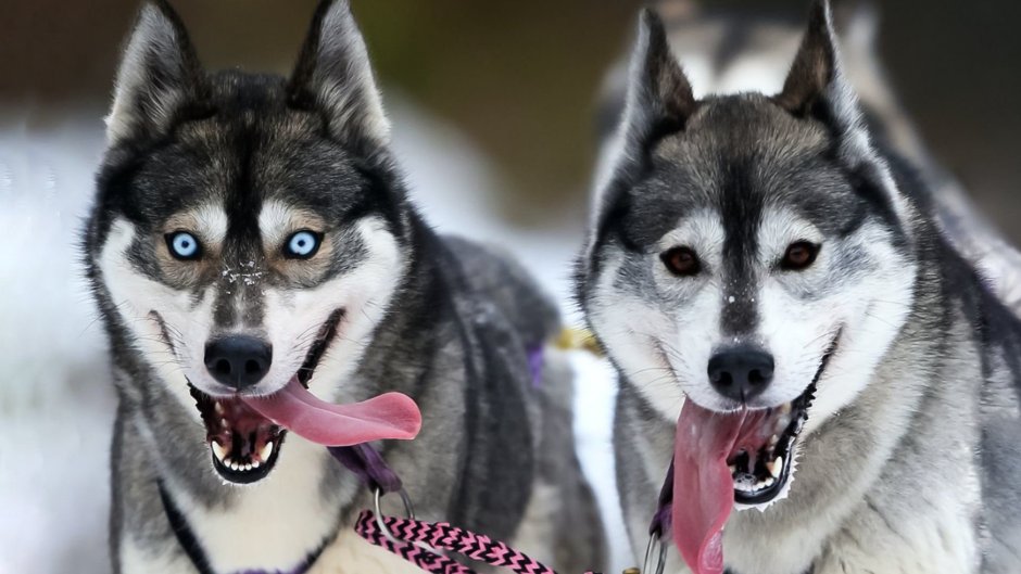 Лайка и хаски