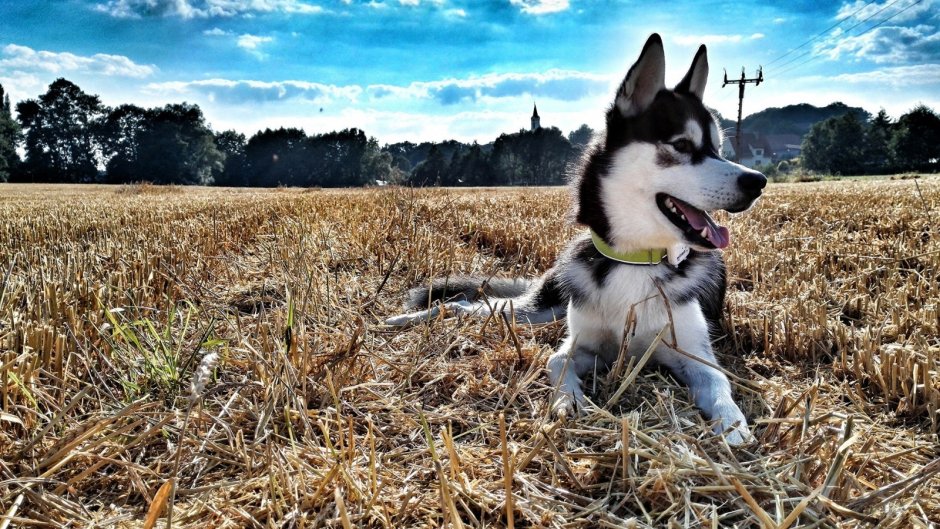 Лайка и хаски