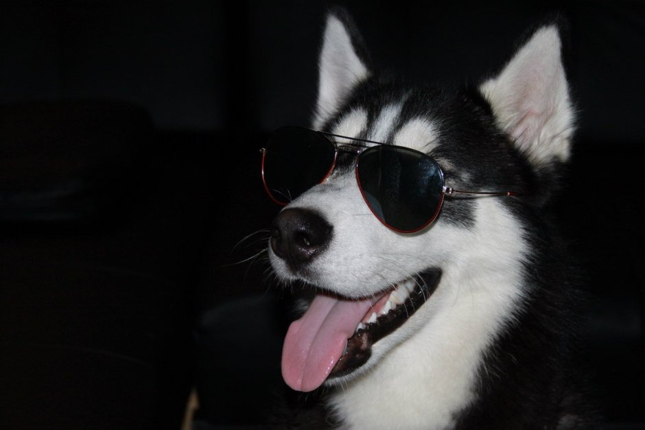 Крутые хаски