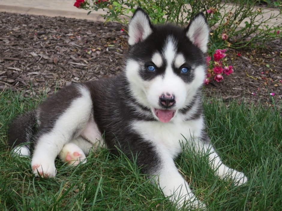 Крутые собаки хаски