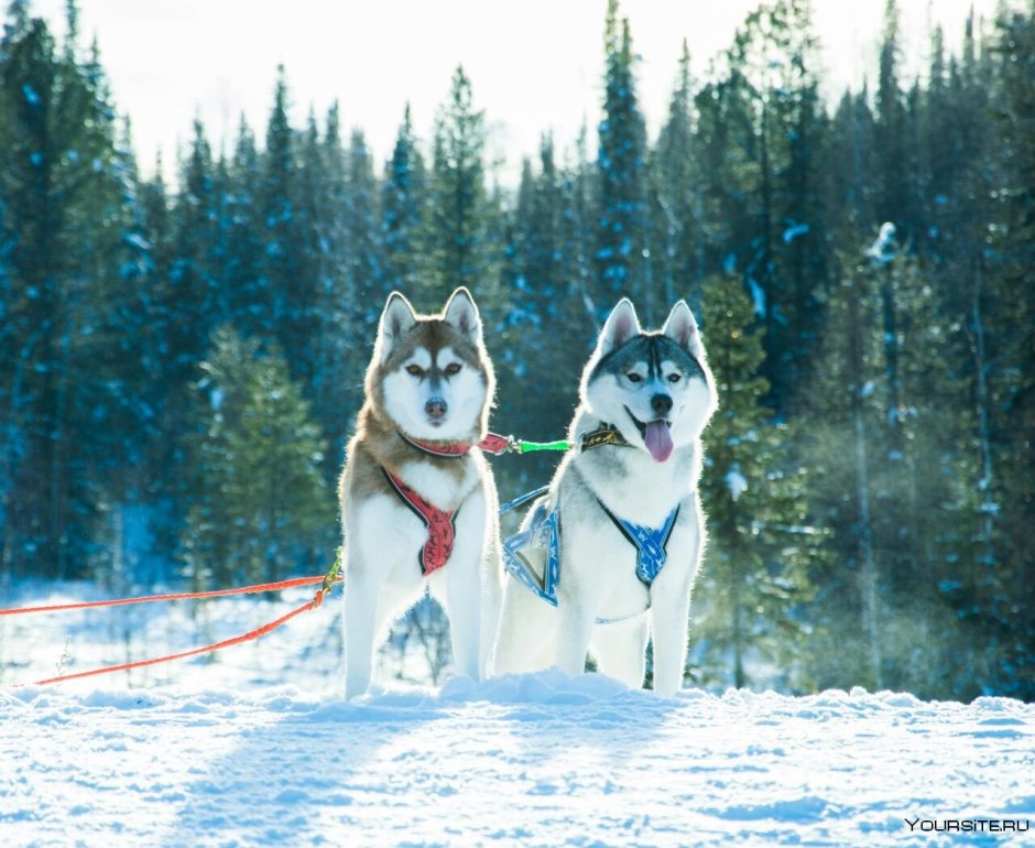 Маламут хаски самоед