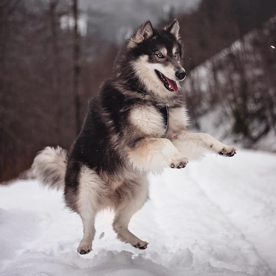 Хаски и немецкая овчарка любовь