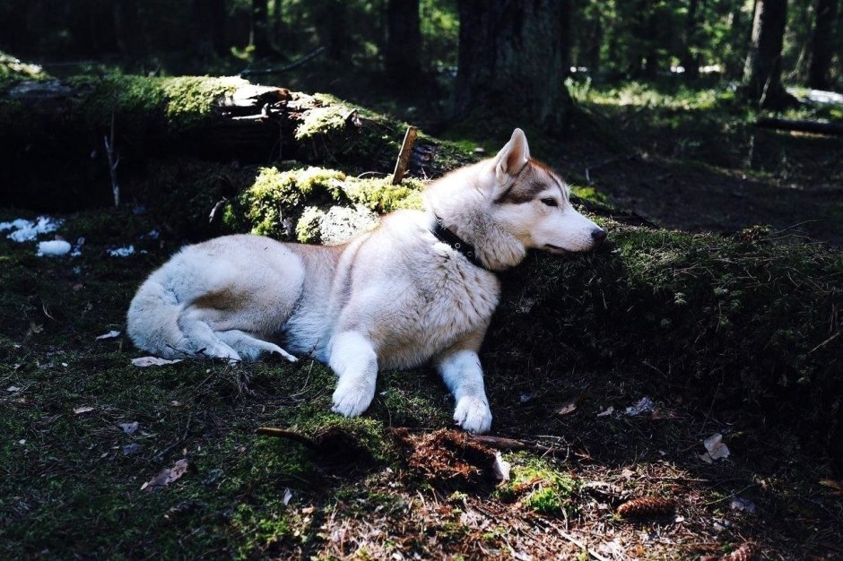 Смесь хаски и лайки щенки