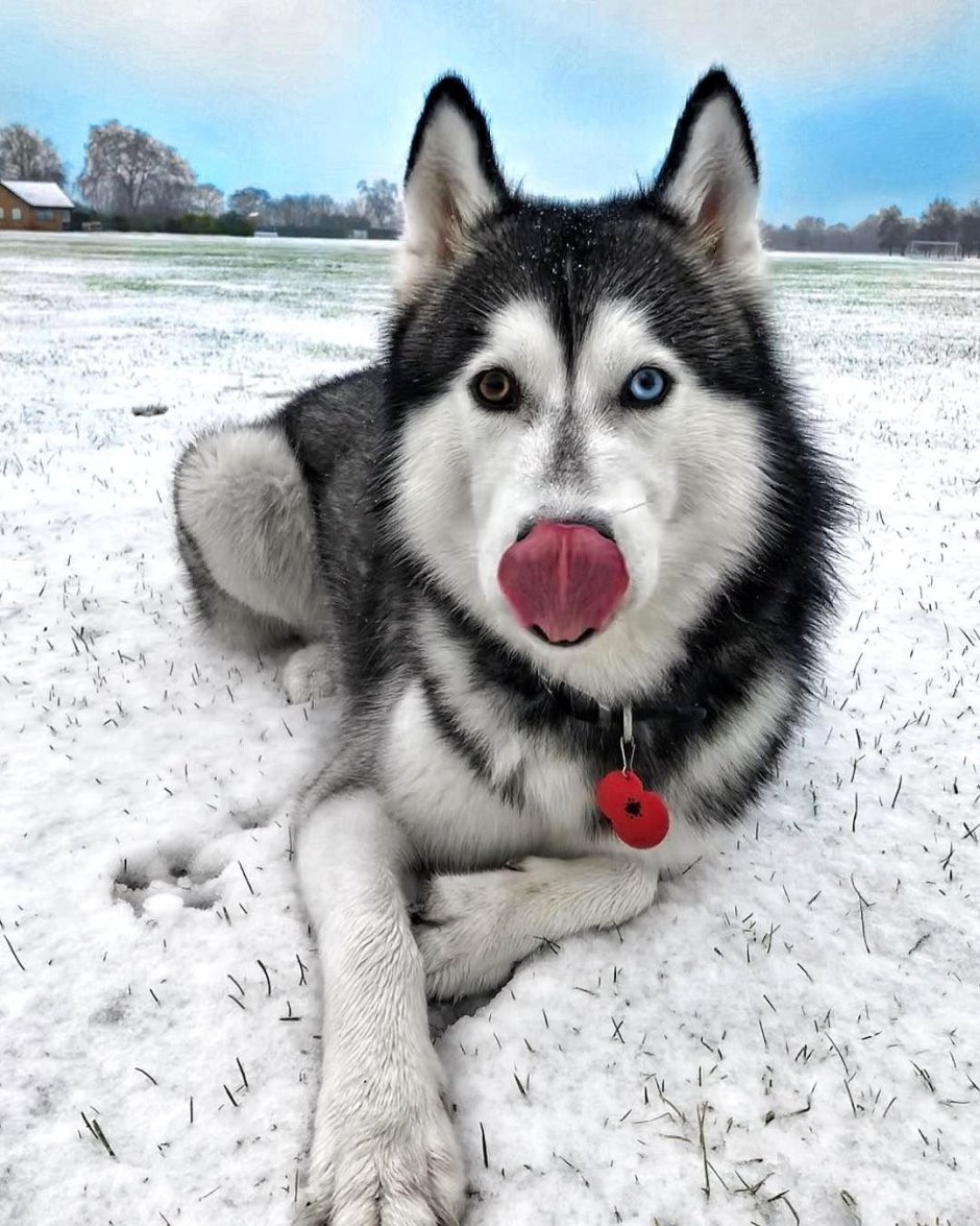 Маламут и хаски
