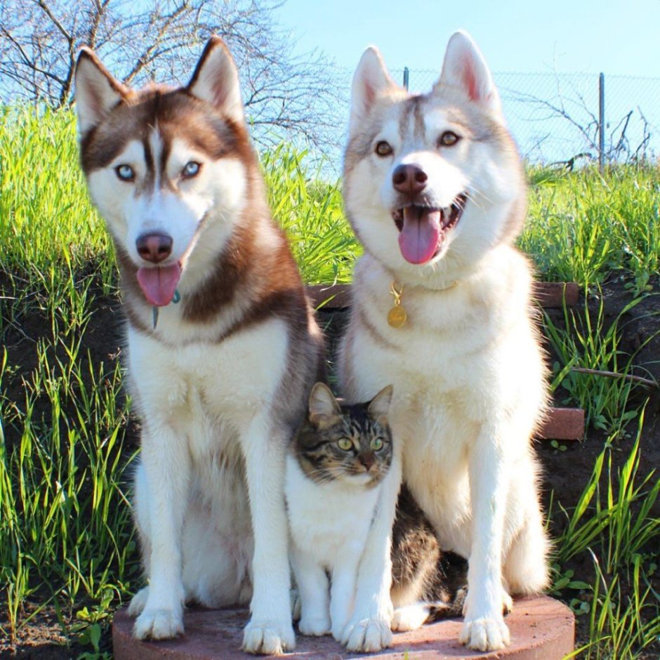 Порода хаски и лайки