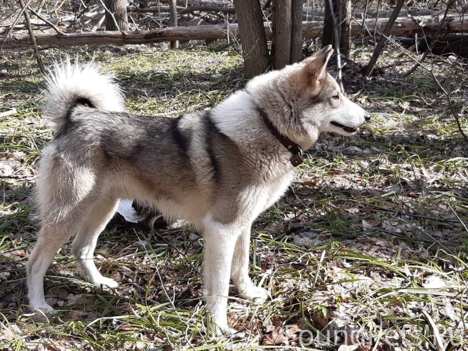 Шотландская хаски