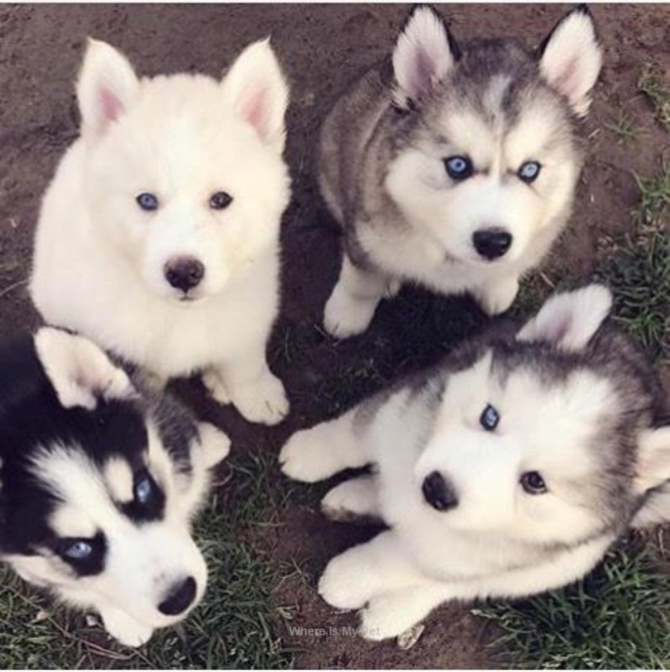 Аляскинский маламут