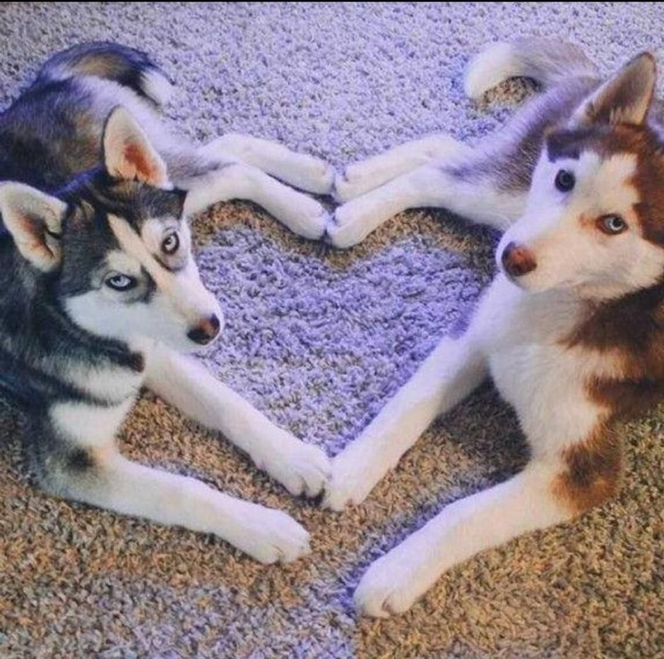 Хаски на аву в ВК