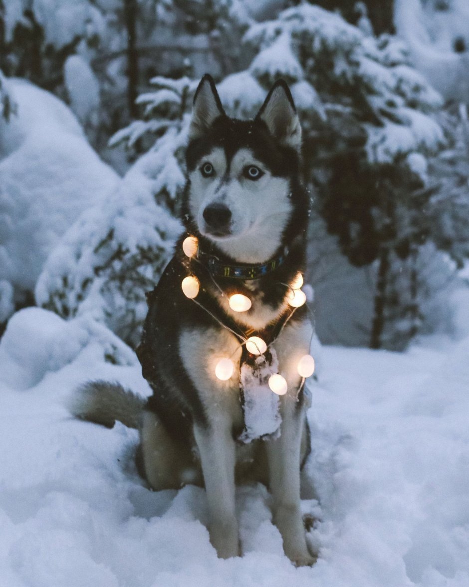 Хаски мультяшные