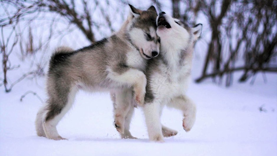 Порода Сибирский хаски