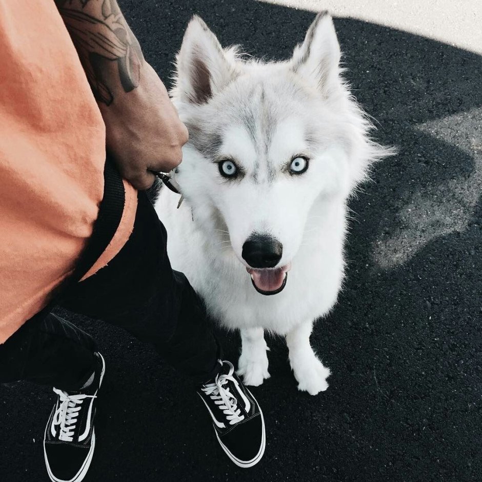 Хаски на аву