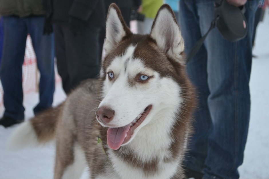 Две хаски любовь