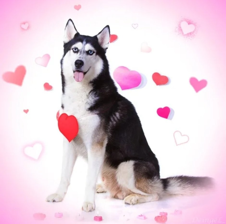 Хаски Близнецы