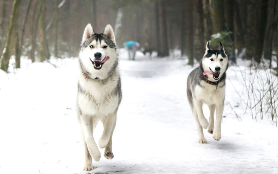 Собачки хаски зима