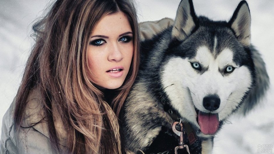 Аляскинский маламут