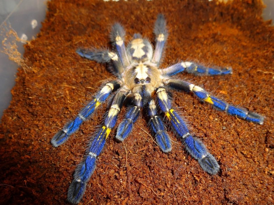 Паук птицеед Poecilotheria