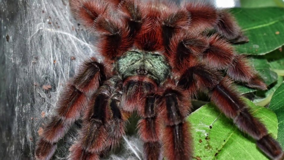 Паук-птицеед Chromatopelma cyaneopubescens