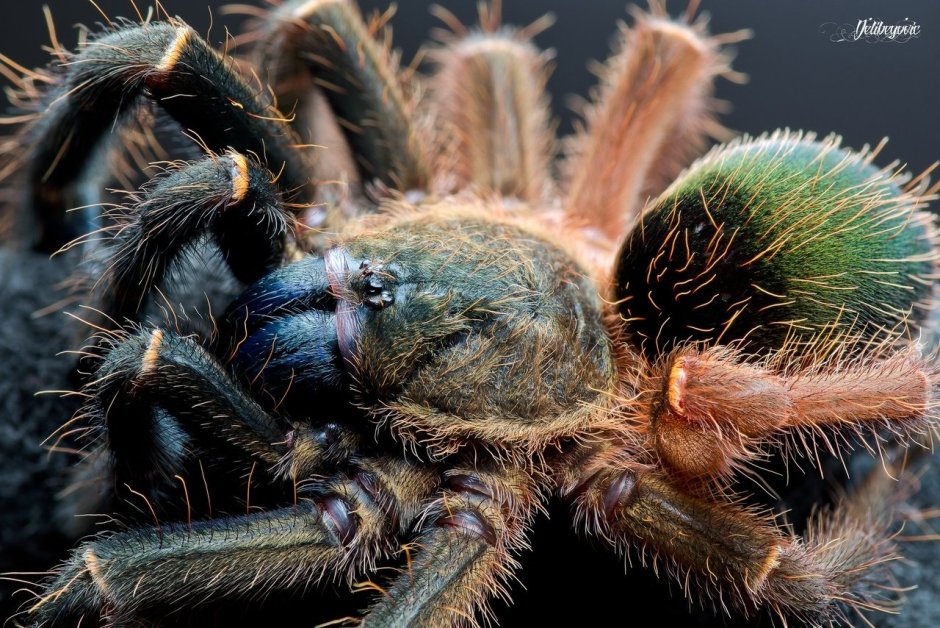 Колумбийский фиолетовый паук-птицеед