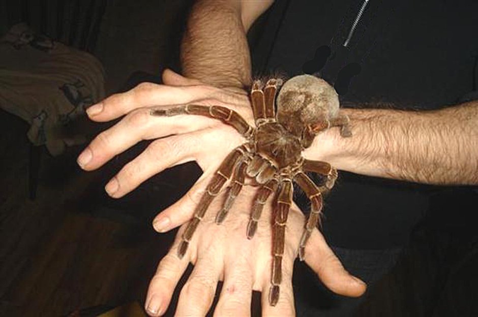 Паук птицеед пушистый