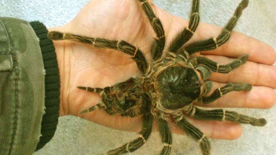 Тарантул птицеед Голиаф