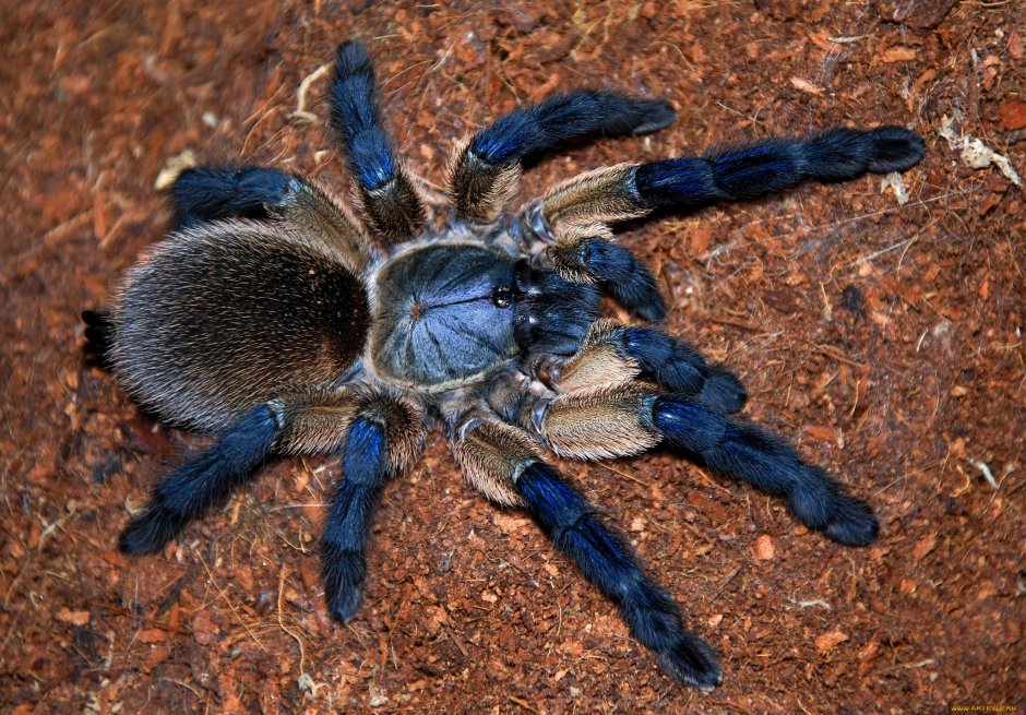 Паук птицеед Avicularia versicolor